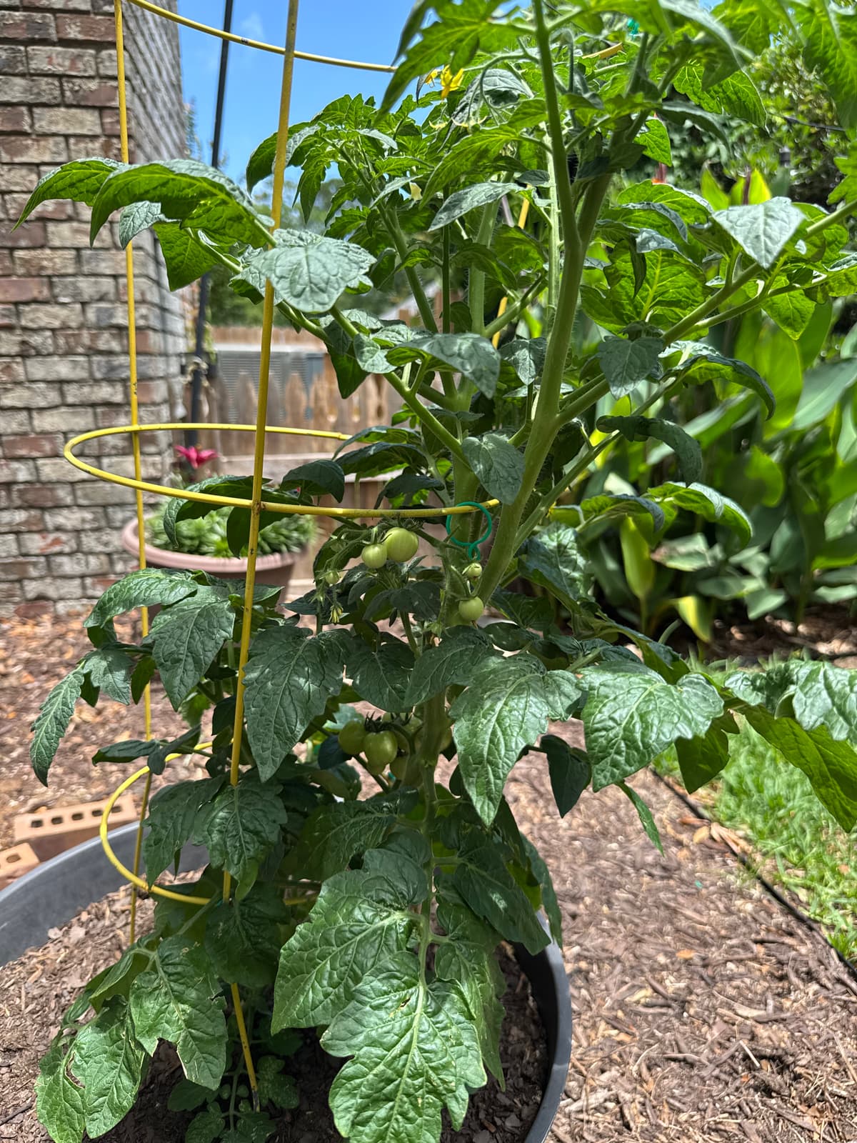 my tomato plant!
